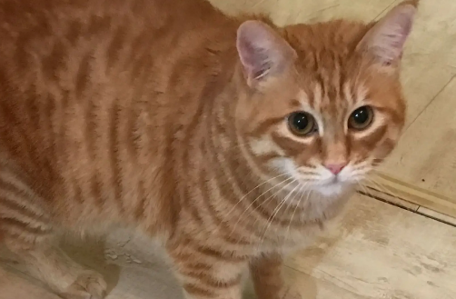 回家路上遭到小猫碰瓷，于是将其带回家，一个月后主人笑疯了！