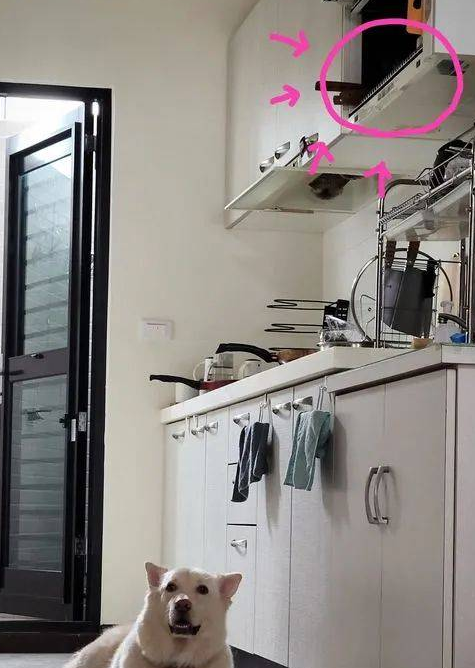 厨柜上有燻鸡，狗子坚持守候一下午：好傻好天真！