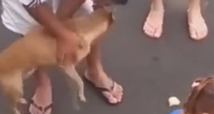 主人被抬上担架的那一刻，狗狗做出的行为让众人都沉默了！