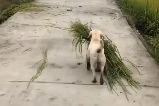 狗子看到主人辛苦也来帮忙，乡下的狗子早当家
