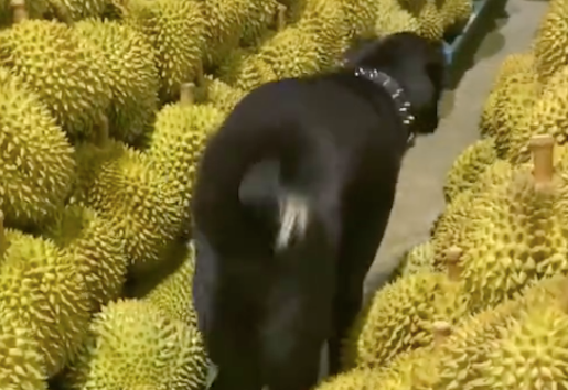 狗狗误入到榴莲之间，怕被扎到只能倒车出来，原谅我不厚道笑了