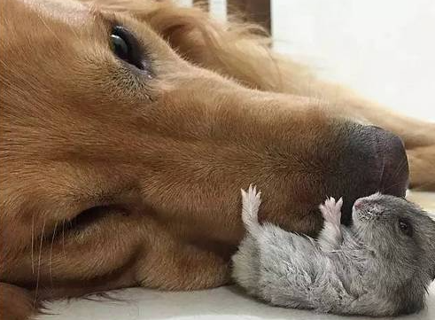黄金猎犬以为主人败了一堆新玩具，近看发现它们居然会动