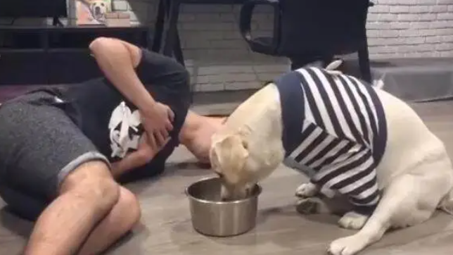 主人假装晕倒后，拉布拉多呆坐一旁，继续享受美食