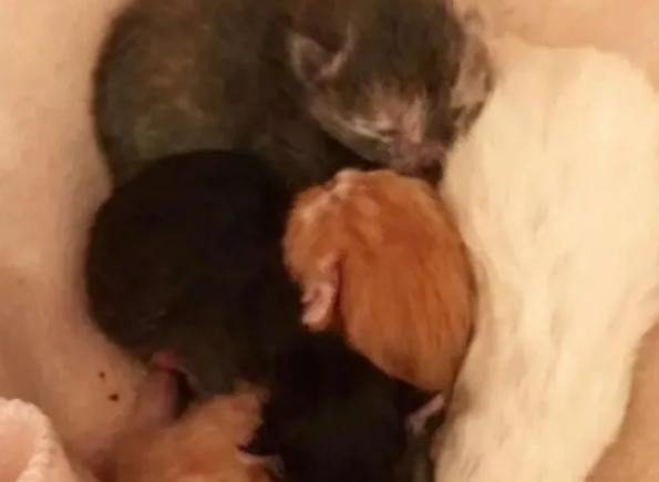 母爱无私！流浪猫在草丛生下小猫，下雨时用身体保护孩子