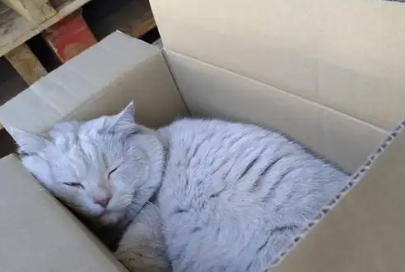 男子拿纸箱装东西，一转头发现被猫占领，猫：你瞅啥