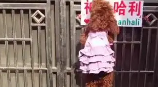 几只小贼狗趁主人出门，自己开门出去玩，还把主人关在外面！