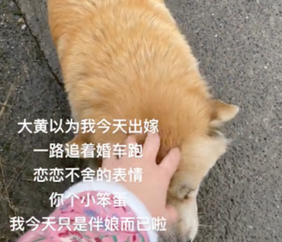 狗狗以为主人出嫁了，跟着婚车后面跑！狗：记住路线以后去看你！