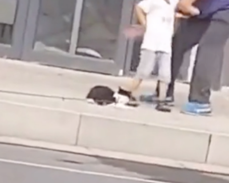 熊孩子去踢被拴在树上的猫，爷爷看到上去就打他屁股，给爷爷点赞
