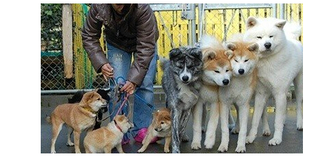 日本网友养八只秋田犬霸气出巡，惊呆网友