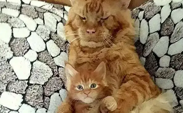 橘猫爸爸护犊子的样子让画风突变，网友直接拒绝吸猫