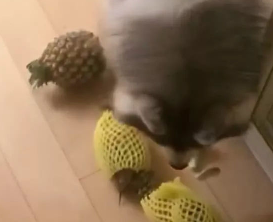 阿拉斯加犬不撕家！宠主：别在家里当搬运工了，做我的小可爱不好吗？ 