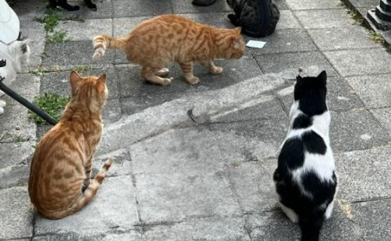 为什么不建议爱猫人士去土耳其