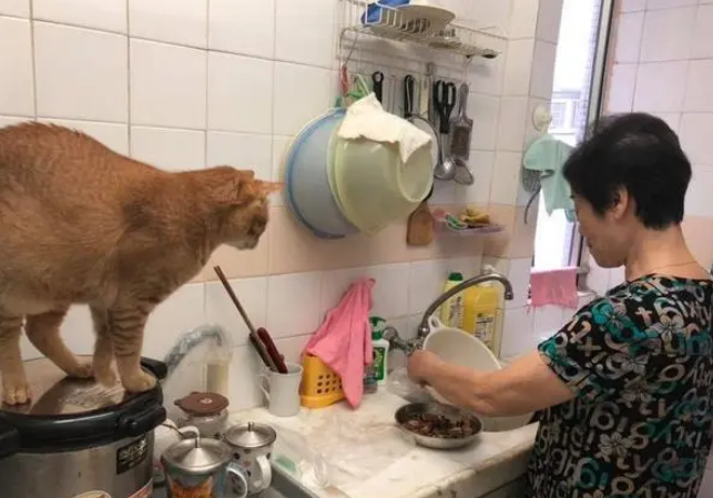父母不同意养猫，女子努力拉近猫和父母的关系，一年后成“外人”