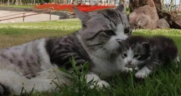猫妈妈辛苦产下4只小猫，猫爸时刻守在一旁看护：我会陪在你身边