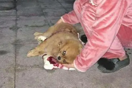 恶犬无故咬伤老人 狗主人：狗不是我家的
