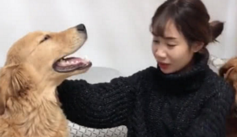 媳妇犯错后被主人惩罚，金毛赶紧护着不让打，网友：汪界宠妻狂魔