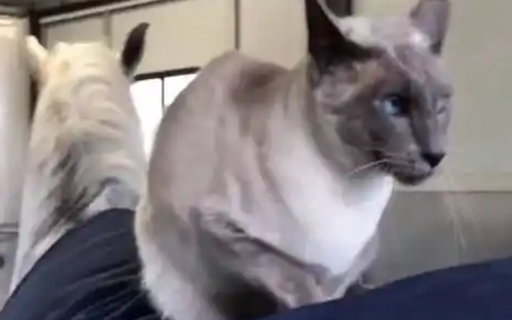 小猫成骑士，日巡村庄骑马行，威风凛凛！
