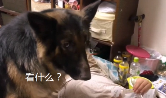 男子养了只大德牧，可是却喜欢黏人，忘记自己长大了吧