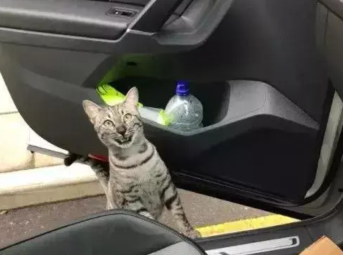 开车出门遇到自家猫，一开门猫咪就自己上车