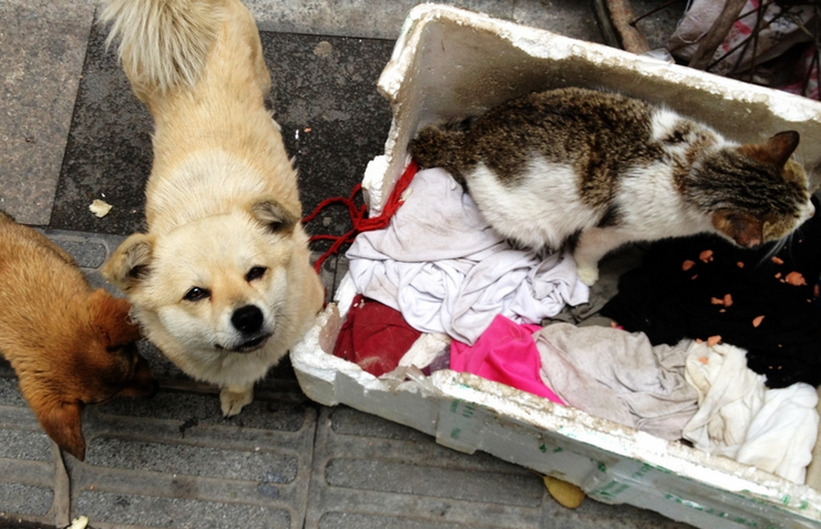 小区的流浪猫狗如何管理？上海政协委员从三方面支招