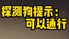 别人家的狗！广东惠州一柴犬只身探明涵洞路况，网友：狗子不白养