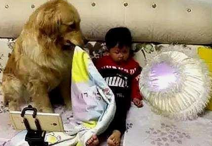金毛对待主人和小主人时，截然不同的态度，主人：心机狗