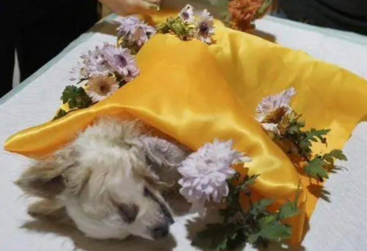 宠物“身后事”如何处理？呼唤宠物殡葬规范化