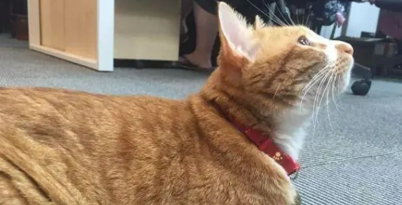 担心比熊孤单，买了一只小奶猫回来，一年之后的画面差点惊到主人