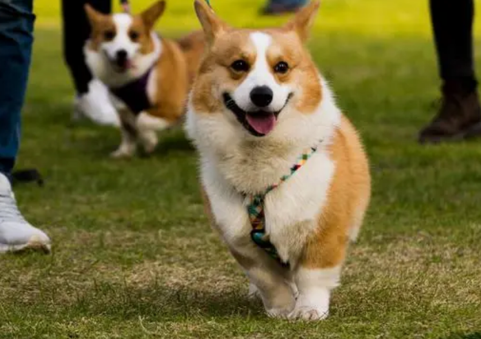 爱狗人士遛狗不牵绳，反骂老人老不死，网友呼吁禁止养犬 