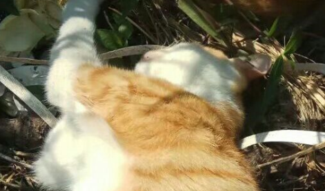 这对猫姐妹的关系真好，无论去哪儿都在一起，睡觉也不例外