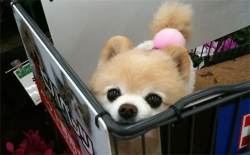 俊介犬