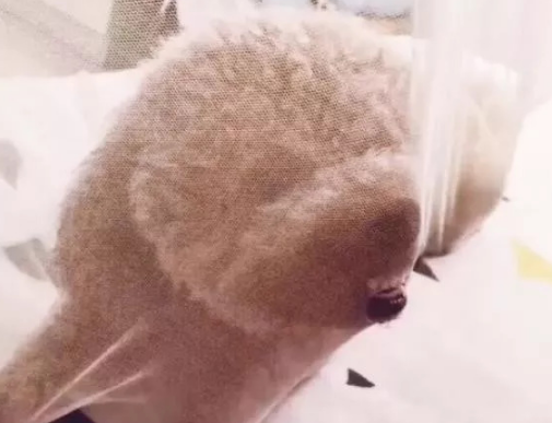 看到这狗的时候主人犹豫红烧还是白灼，网友：留着吧