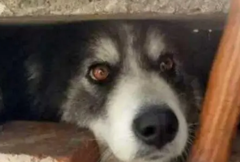 二哈取暖靠捂脸，雪橇犬的尊严哪去了