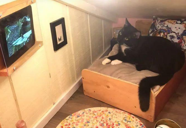 主人给猫咪装修了一间专属猫屋，里面要啥有啥