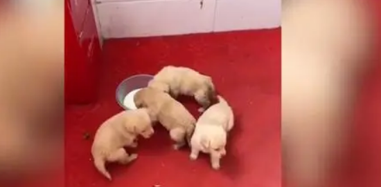 偶遇金毛发现是走失1年的家犬