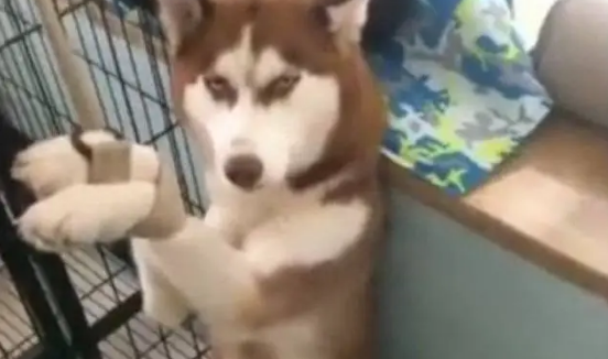 主人嫌哈士奇拆家，于是把它给吊了起来，结果却被二哈鄙视