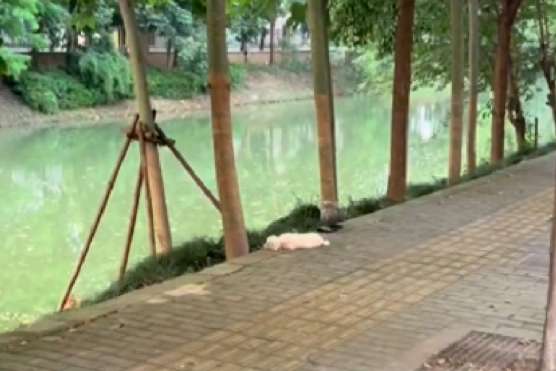 小狗被遗弃在路边，疑似中暑站起来都很困难