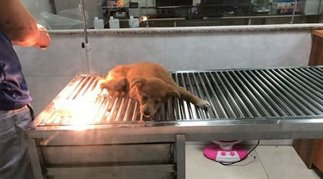这只小土狗被主人抛弃了，不是因为别的，就是因为它…… 