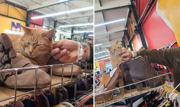 网友逛街挑中一顶皮草帽子，摸了发现它会动，原来是镇店的大橘猫