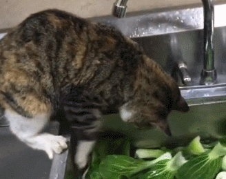 主人洗菜，猫咪像人一样张开爪子在水里扒拉：鱼呢？你把它藏哪了