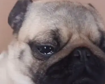 主人想责骂拆家的巴哥犬，结果低头一看不忍心了：这谁顶得住啊？ 