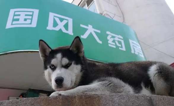 哈士奇站在垃圾堆中，模样好像丧尸狗一般，眼神看的路人心疼！