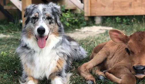 害羞小牛一来就被牧羊犬关照，长大后继续盯它吃草…… 