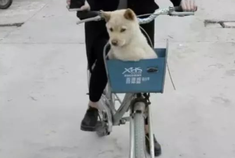 妹纸看狗不高兴就骑车带它出去玩，结果：这下狗更不高兴了 