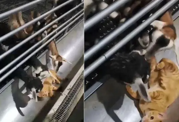 猫咪魅力大，羊群都抢着“吸猫”，猫咪躺在槽里一脸享受