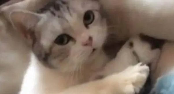 主人想抱小奶猫，猫妈就立刻护住，眼神好像在说：不准碰！萌炸了