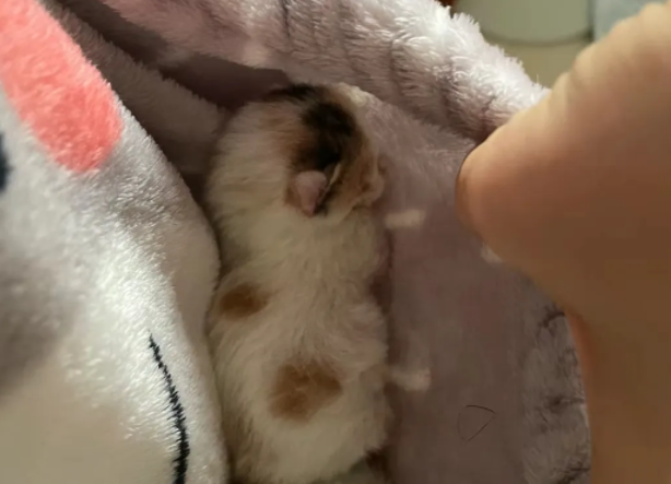 等车听到奶猫叫，翻垃圾翻出两只没睁眼奶猫，还是麒麟尾，招财！