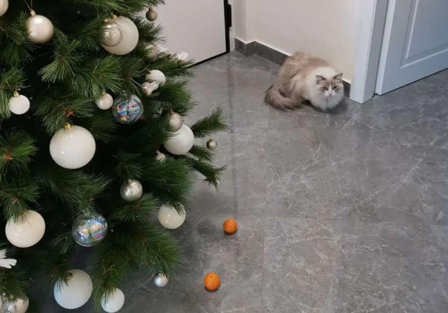 为防止猫咪扑倒圣诞树，主人使绝招，用它最害怕的桔子围个防护墙