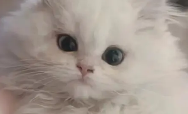 女子发现猫咪惨死洗衣机中，怀疑合租者系凶手