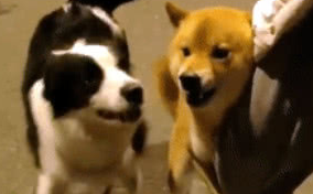 柴犬狗仗人势，抱着主人大腿才敢和边牧吵架，又凶又怂的动作亮了